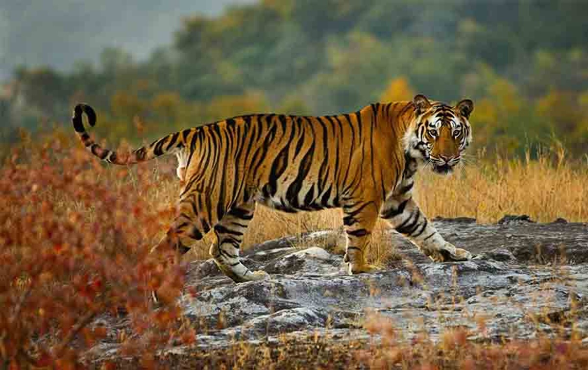 Tiger Rescue in Rajasthan: 4 दिन बाद अलवर के रैणी कस्बे में पकड़ा गया टाइगर, सरिस्का भेजने की तैयारी