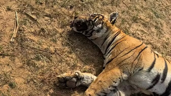 Rajasthan News: टाइगर T-86 की पीएम रिपोर्ट से खुलासा, हुई थी हत्या