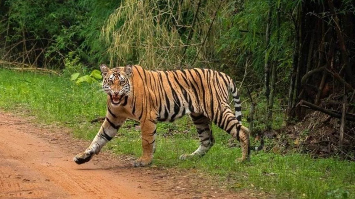 Rajasthan News: 25 टाइगर लापता, मचा हड़कंप