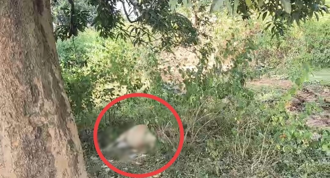 SECL जोन में जहरीला पदार्थ खाने से 5 गायों की तड़प-तड़पकर मौत, झाड़ियों में मिला शव, जिम्मेदार कौन?