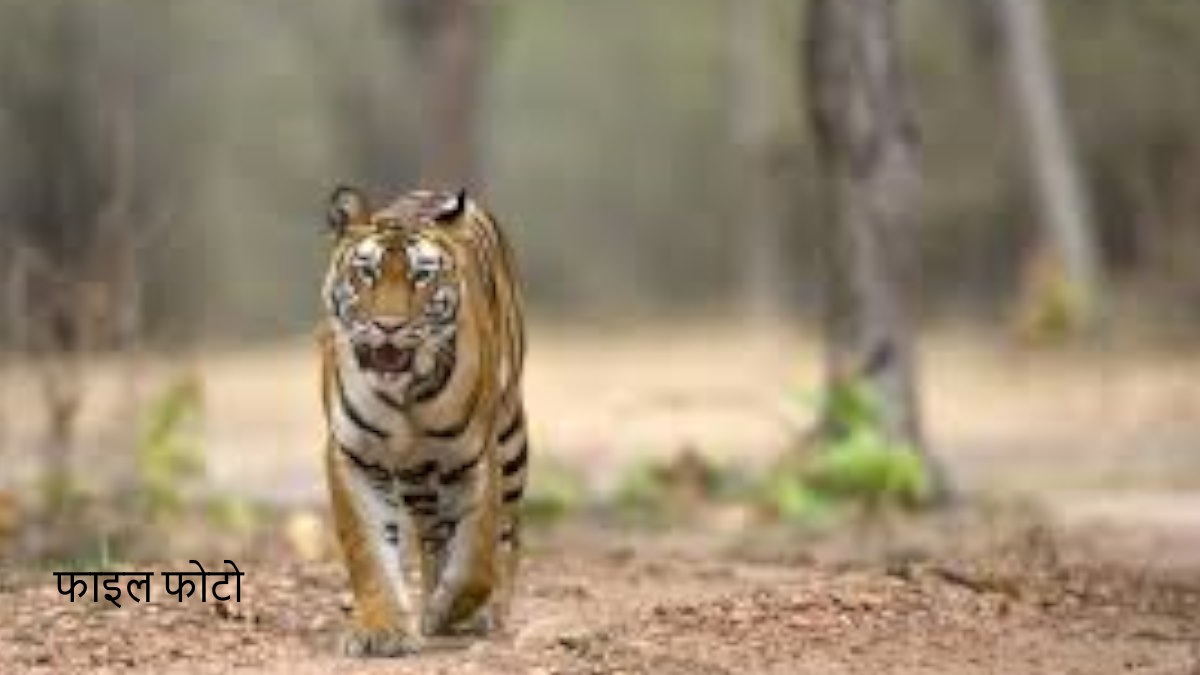 बाघ की धमक से दहशत में ग्रामीण, जंगल में जाना किया बंद, मवेशियों को भी छोड़ने से कतरा रहे…