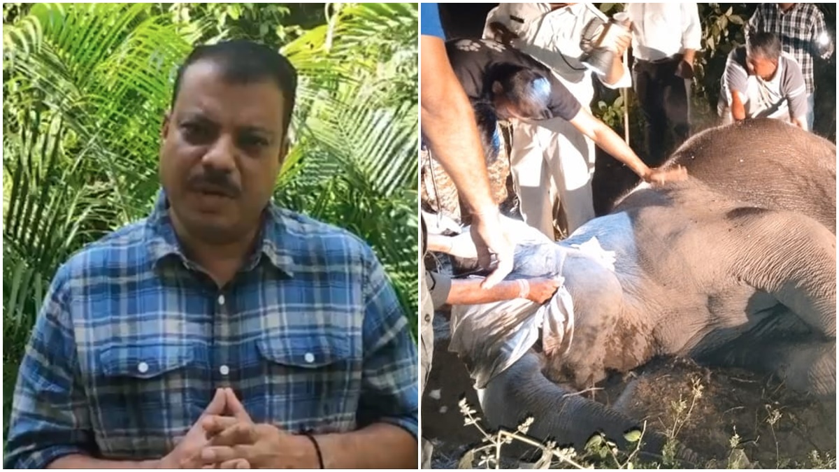 हाथियों की मौत पर भड़के सिंघार, कहा- वन्य प्राणियों को सुरक्षा नहीं कर पा रहे, उधर वन मंत्री मांग रहे वोट