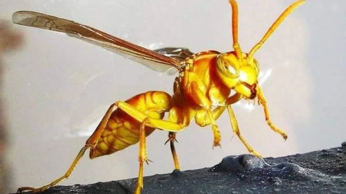 काल बनकर आए ‘ततैया’: भाई-बहन पर किया हमला, अस्पताल पहुंचने से 4 साल के मासूम ने तोड़ा दम