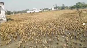 Bihar News: मोतिहारी में भू माफियाओं की करतूत, सरकारी स्कूल की हो गयी खरीद-बिक्री