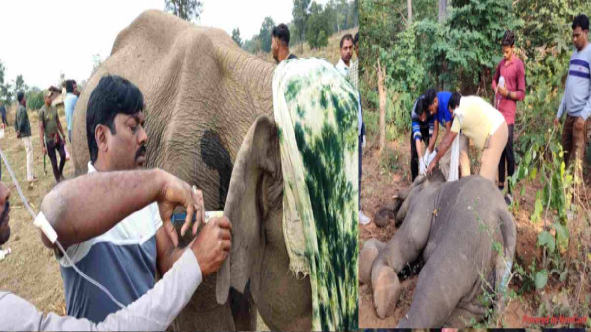 हाथी शावक ‘अघन’ की हुई मौत, पोटाश बम से हुआ था घायल, ठीक होते ही मां से मिलाने की थी तैयारी
