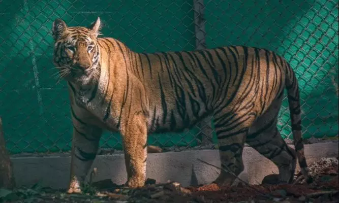 बेहोश करने वाली दवा के असर से जीनत की तबीयत खराब, जल्द  लाया जाएगा सिमलीपाल