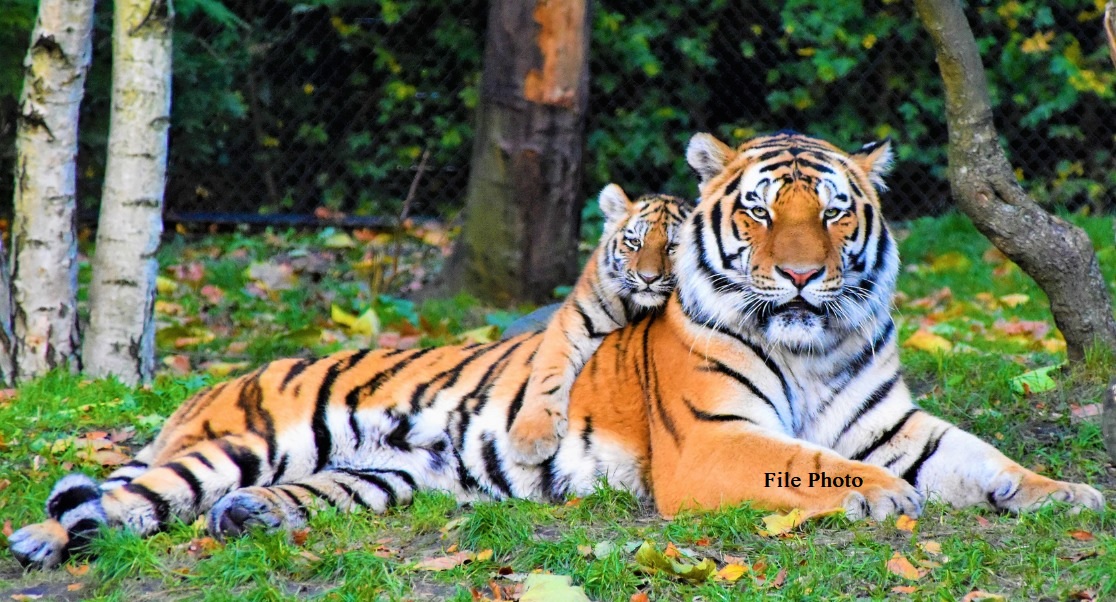ओडिशा के बालासोर में मिली Royal Bengal Tiger की खाल, 11 गिरफ्तार
