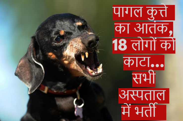 पागल कुत्ते का आतंक, 18 लोगों को काटा… सभी अस्पताल में भर्ती