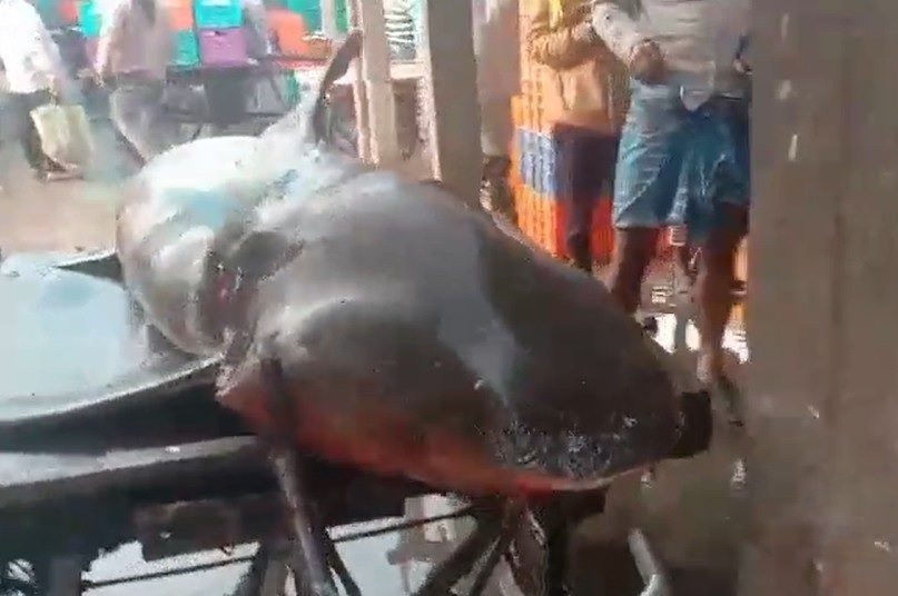 मछुआरो की लगी लॉट्री… ऐसे पकड़ाई शार्क, जाने कितने लाख में हुई नीलाम