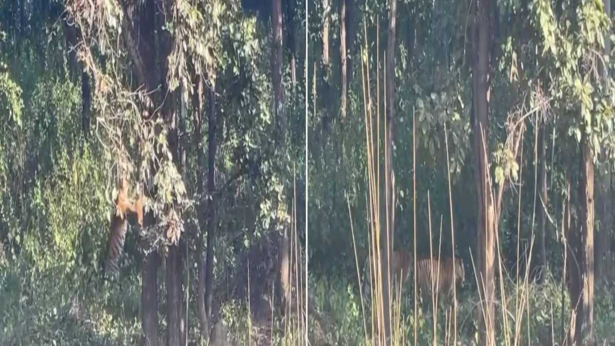 VIDEO: आपस में भिड़े 2 बाघ, नजारा देख सैलानियों की थमी सांसें…