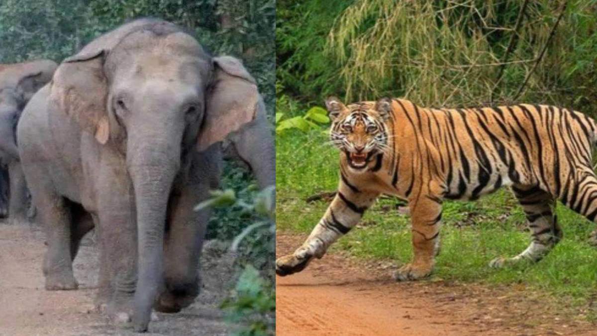 बाघ को पकड़ेगा हाथी! आदमखोर के आतंक से ग्रामीणों की उड़ी रातों की नींद, अब गजराज ऐसे निकालेंगे मुसीबत से बाहर…