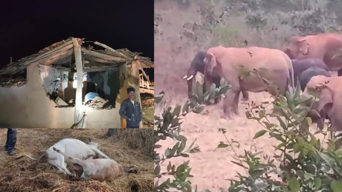 50 से अधिक हाथियों ने ग्रामीण क्षेत्र में रात भर मचाया तांडव, घर क्षतिग्रस्त, फसल बर्बाद, 5 मवेशियों को भी रौंदा…