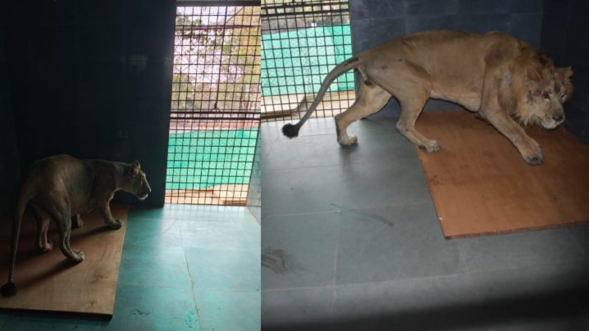 आज से वन विहार में दहाड़ेंगे जूनागढ़ के शेरः Lion के बदले यहां से भेजे गए दो Tiger, लॉयन जोड़ा पहुंचा
