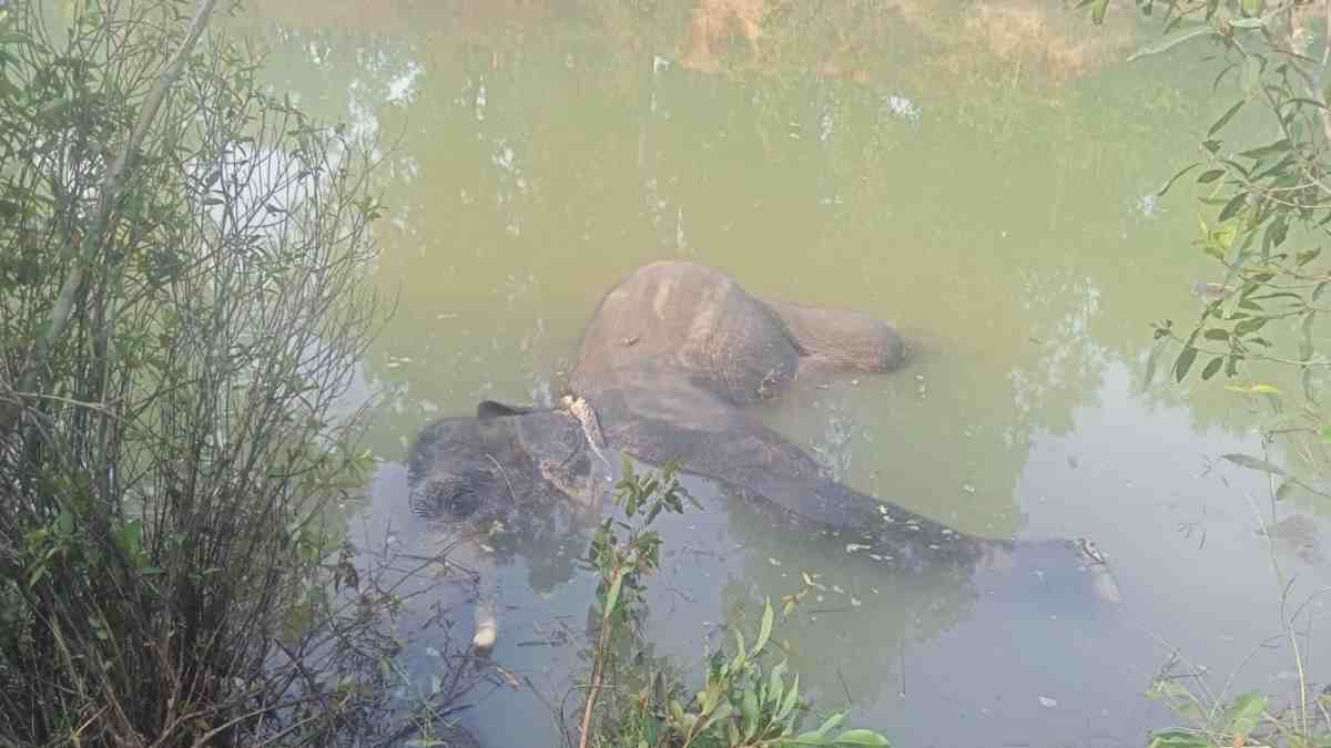 हाथी की मौत से वन विभाग में मचा हड़कंप, पानी में तैरता मिला शव
