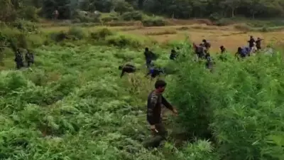 गजपति : करीब 17 करोड़ रुपये की कीमत के गांजे के पौधे नष्ट किए गए