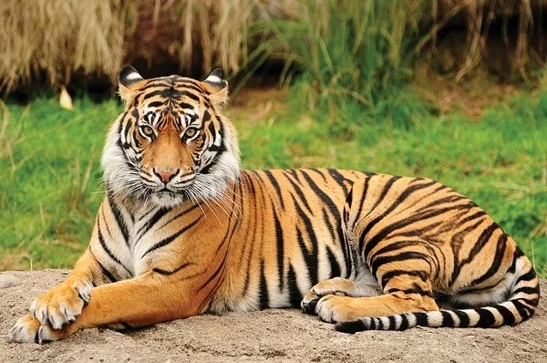 “जीनत” को झारखंड से ओडिशा वापस लाने के प्रयास अभी भी जारी