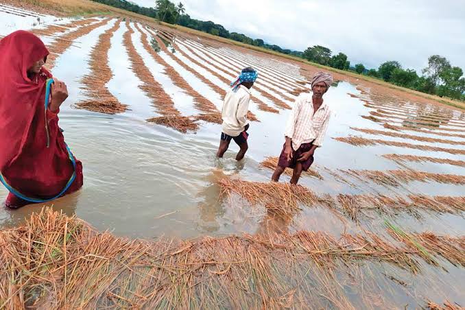 ओडिशा सरकार बेमौसम बारिश के कारण फसलों को हुए नुकसान के लिए देगी मुआवजा