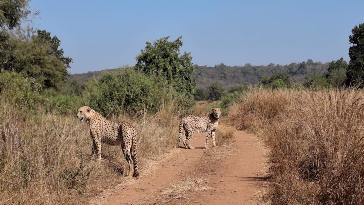 International Cheetah Day: कूनो के जंगल में आजाद हुए, ‘अग्नि’ और ‘वायु’, पर्यटकों की भी हुई मौज, अब कर सकेंगे दीदार 