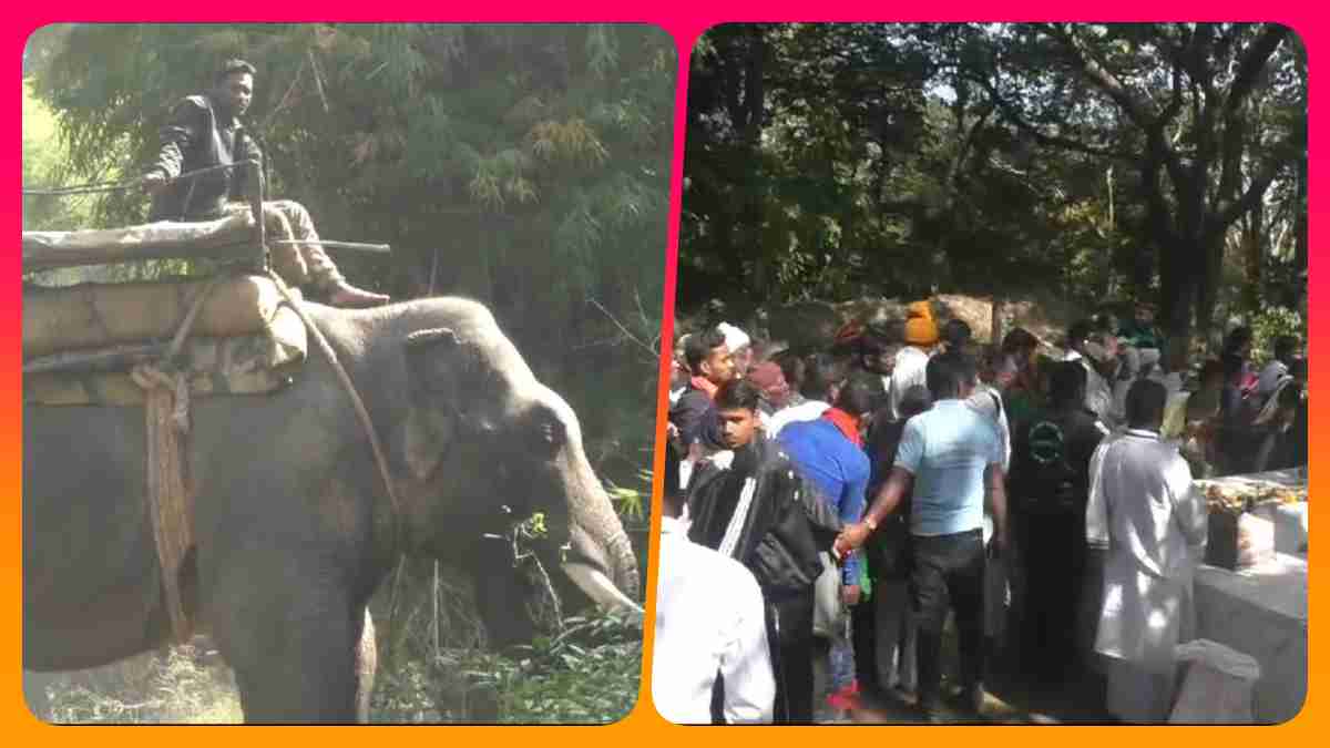 बाघों की दहाड़ के बीच गूंजेगी कबीर वाणी: CG के हजारों श्रद्धालु पहुंचे बांधवगढ़ टाईगर रिजर्व, हाथियों का दल कर रहा पेट्रोलिंग