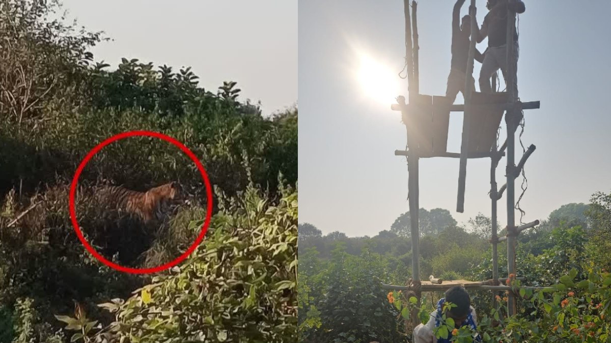 रहमानखेड़ा में बाघ की दहशत ! नीलगाय और सांड का किया शिकार, बाघ को पकड़ने में जुटा वन विभाग