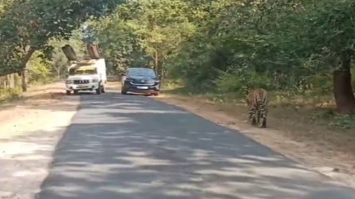 जब बाघ ने रोका राहगीरों का रास्ता, हलक में आ गई जान, Video वायरल