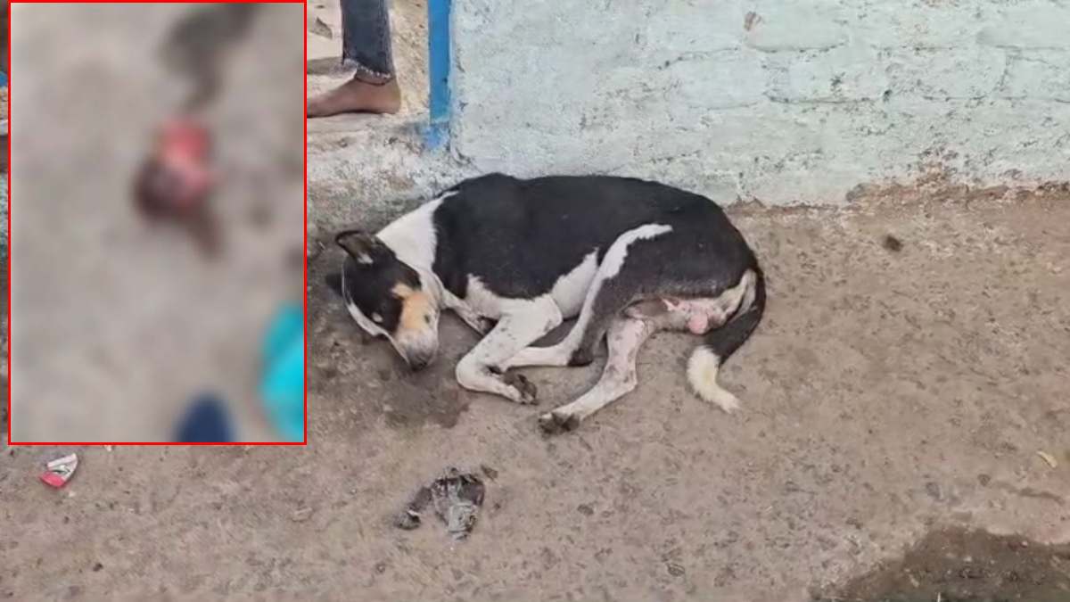 घर की दहलीज पर स्ट्रीट डॉग ने छोड़ा नवजात का धड़ः क्षेत्र में फैली सनसनी, जांच में जुटी पुलिस