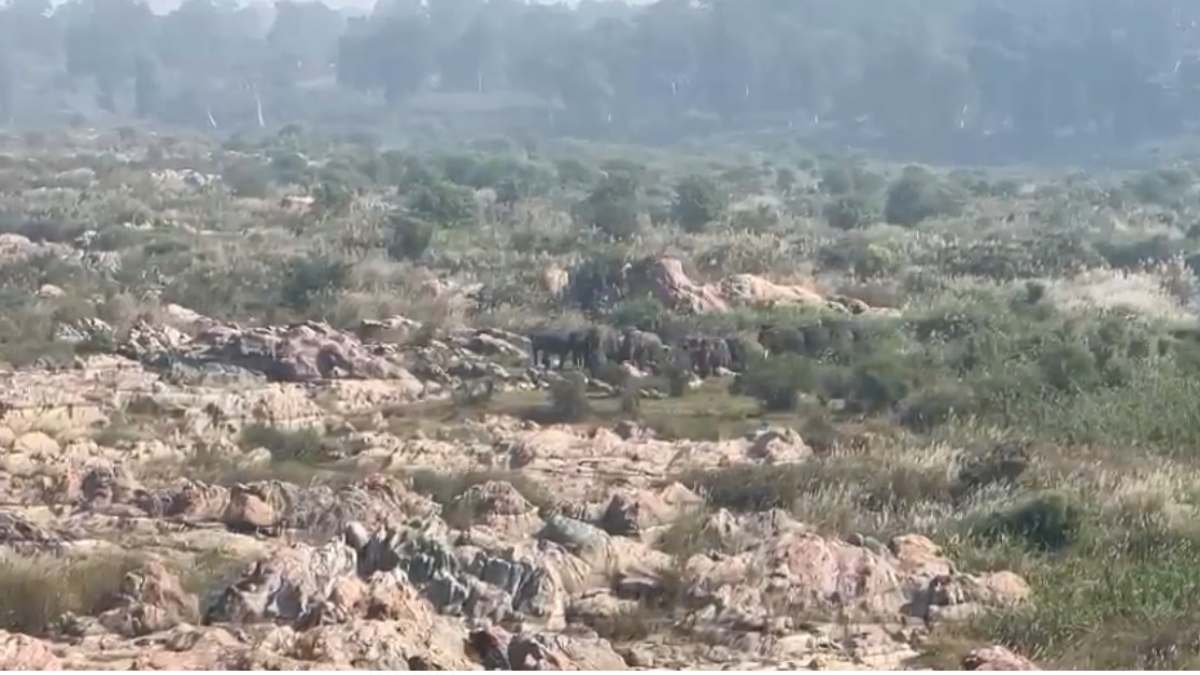 दशहत से घरों में कैद हुए ग्रामीण: हाथियों ने किसानों की फसलों को किया बर्बाद, दर्जन से ज्यादा घर किए क्षतिग्रस्त