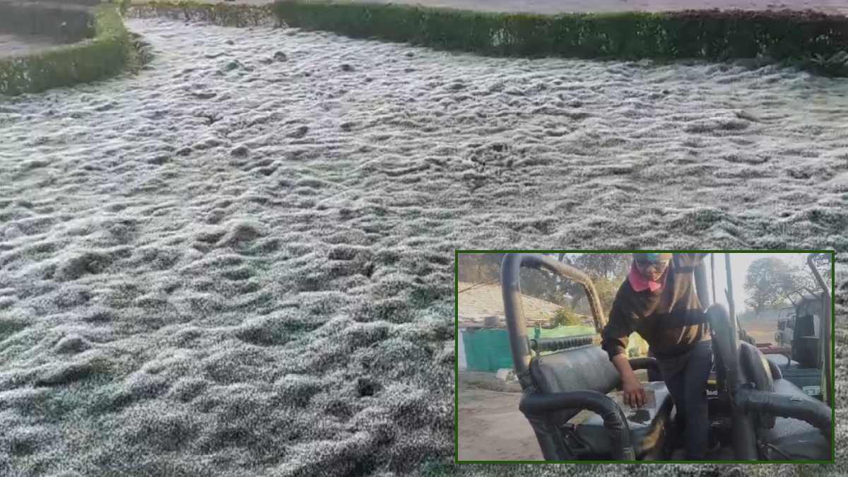 Video: MP के शिमला में सीजन की पहली बर्फबारी, बर्फ देख झूमे पर्यटक, 1.8 डिग्री पहुंचा तापमान