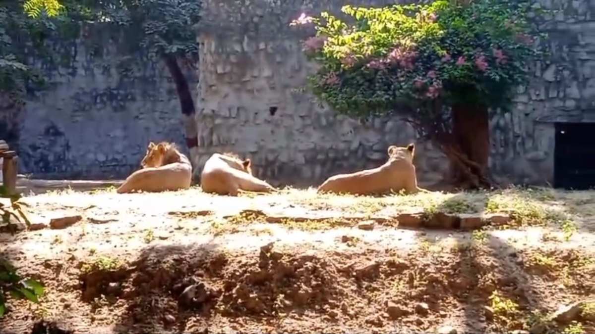 यहां खौफ में ‘जंगल का राजा’… रात में सताने लगता है इस बात का डर, जानिए वजह