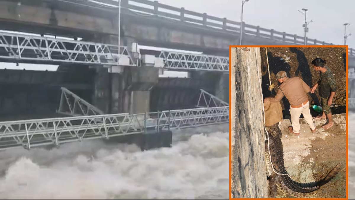 डैम में फंसे मगरमच्छ का हुआ रेस्क्यू: 3 महीने से वाटर रिलीज एरिया में फंसा था, वाइल्ड लाइफ की टीम ने ऐसे बचाई जान