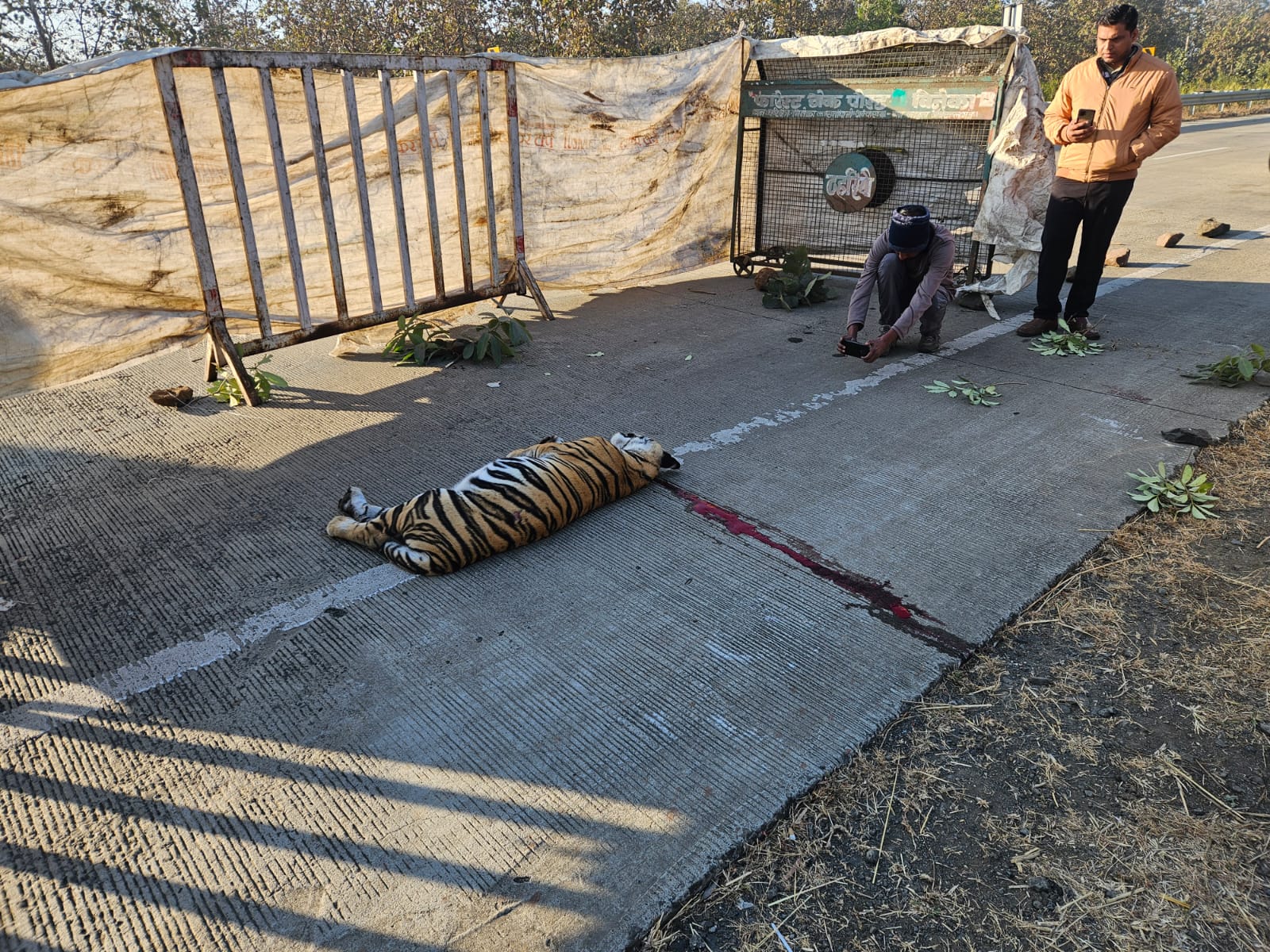 सड़क हादसे में बाघिन की मौतः नेशनल हाइवे पर अज्ञात वाहन ने एक साल के Tigress को मारी टक्कर, वन विभाग खंगाल रहा सीसीटीवी फुटेज