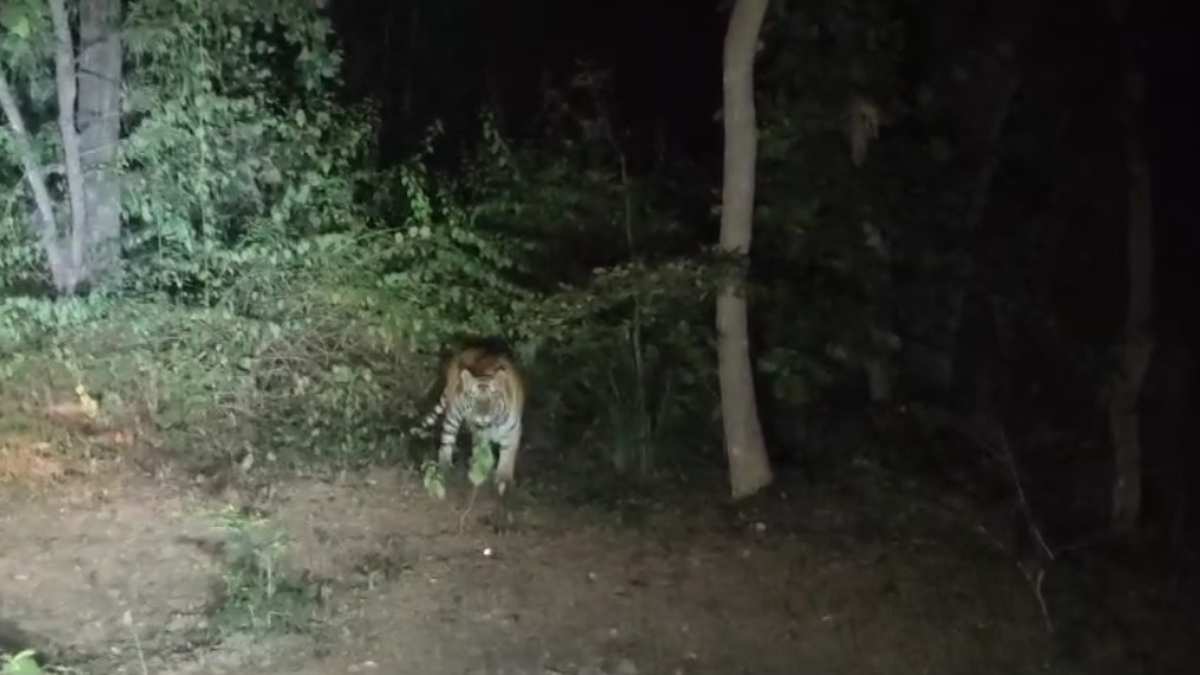 अंधेरी रात में बीच सड़क चहलकदमी करता दिखा बाघ, रिहायशी इलाके में टाइगर की मूवमेंट से ग्रामीणों में फैली दहशत