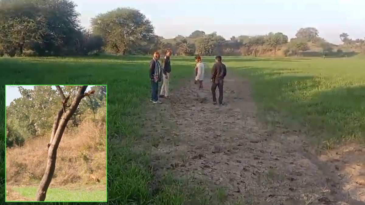 Video: रहवासी इलाके में दिखा तेंदुआ, ग्रामीणों में दहशत, वन विभाग ने किया अलर्ट
