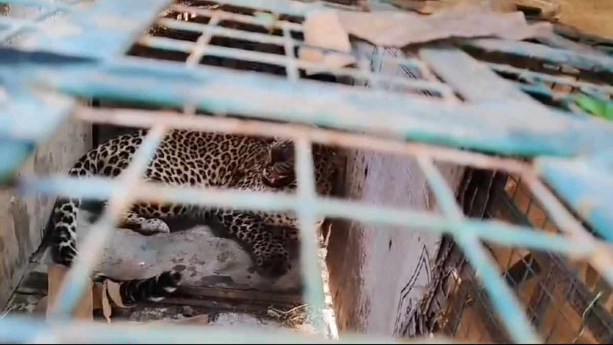 खूंखार तेंदुआ पिंजरे में हुआ कैद: देखने के लिए ग्रामीणों को लगी भीड़, कई मवेशियों को बनाया था अपना निवाला