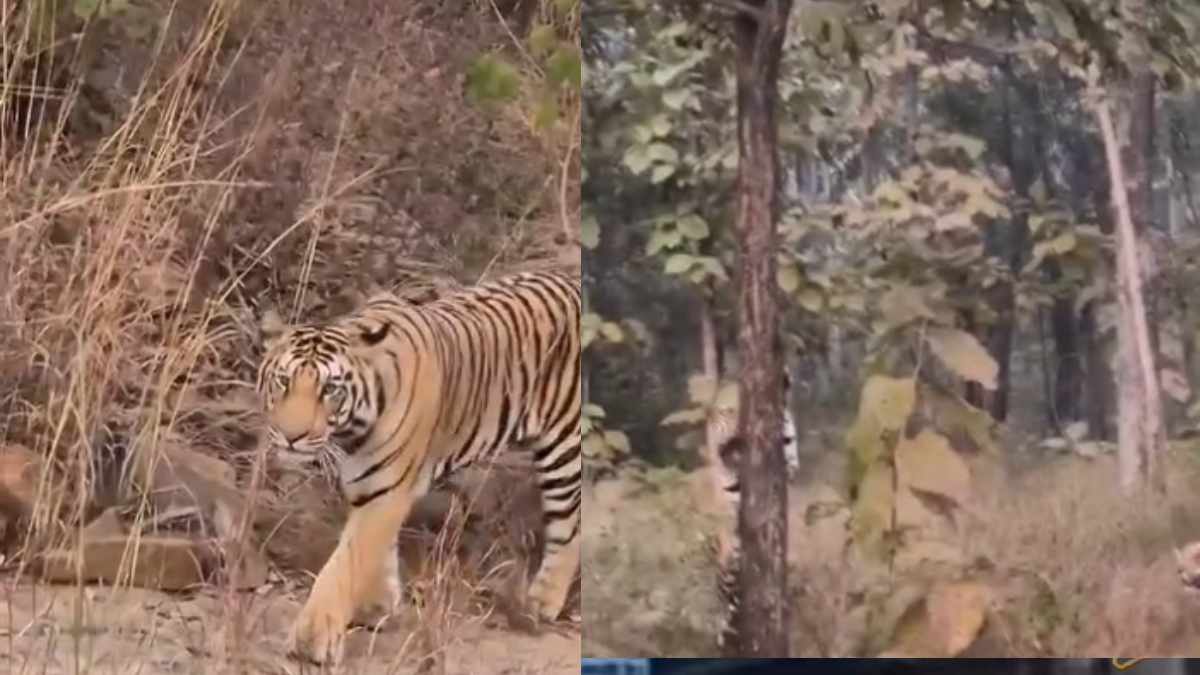 ठंड में पिकनिक पर निकली बाघ फैमिली: एक ने सेंकी धूप तो दूसरे ने पेड़ पर चढ़कर की कसरत, देख पर्यटक हुए रोमांचित