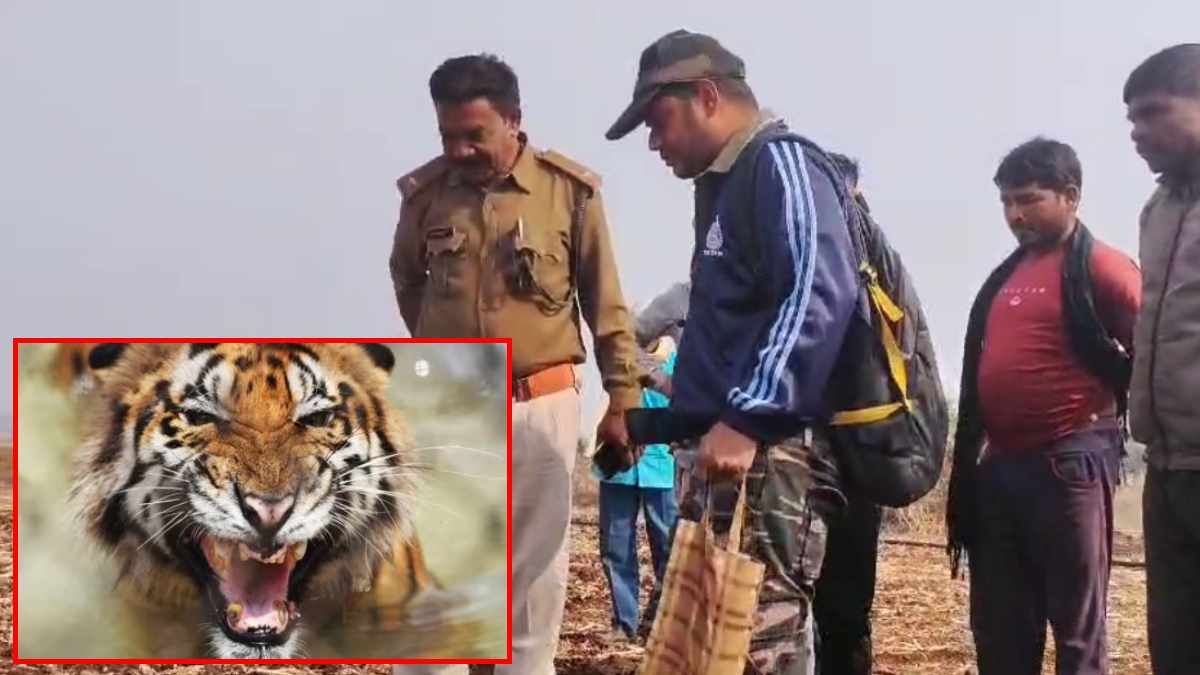 रहवासी इलाके में घुसा खूंखार टाइगर: एक-एक कर 3 मवेशियों को बनाया शिकार, ग्रामीणों में दहशत का माहौल