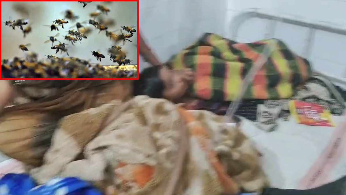 Seoni News: स्कूल जा रहे छात्रों पर मधुमक्खियों ने किया हमला, तीन बच्चों समेत युवक घायल