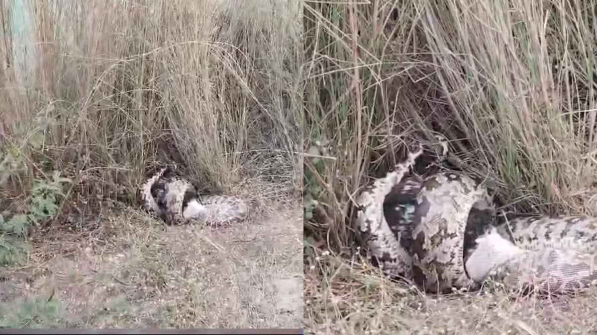 बकरी को जिंदा निगल गया अजगर, नजारा देख ग्रामीणों में भय, देखें वीडियो