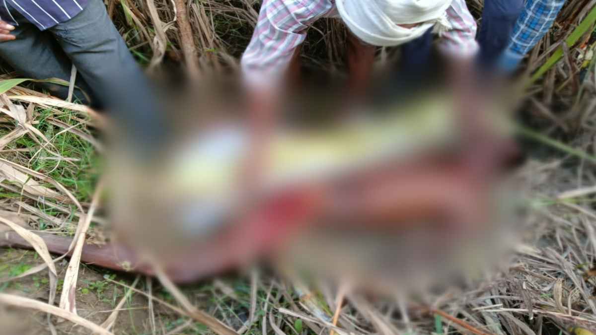 Tiger Attack : आदमखोर बाघिन ने किसान को बनाया शिकार, क्षत विक्षत शव देख ग्रामीणों के उड़े होश