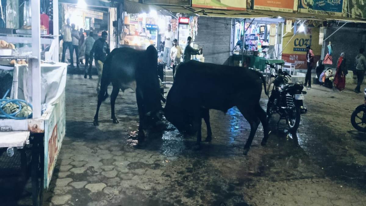 जब दो सांड भिड़े तो ट्रैफिक हो गया जामः बीच बाजार ‘बुल फाइट’ से मची अफरा तफरी, लड़ाई में पलट गई दूध वाले की बाइक, 40 लीटर दूध बहा, दो एक्टिवा चकनाचूर