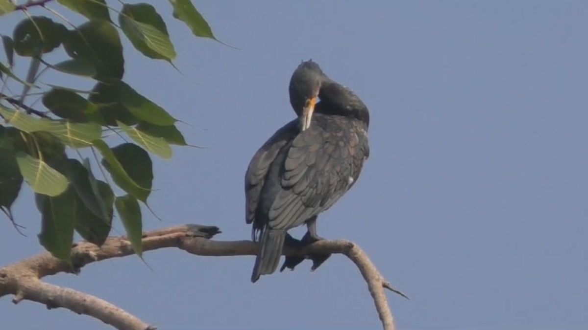 मंडला में दिखा ‘Asian Openbill’ पक्षी, जानिए ग्रामीण क्यों इन पक्षियों को मानते देवदूत