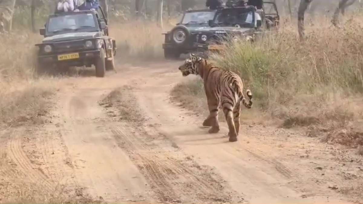 अचानक Tiger से हुआ सामनाः जिप्सी के सामने आया बाघ, थम गई पर्यटकों की सांसे, देखें Video