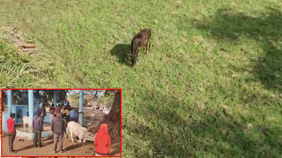 आवारा मवेशियों से किसान परेशानः खड़ी फसलों को पहुंचा रहे नुकसान, किसानों ने प्रशासन से लगाई मदद की गुहार