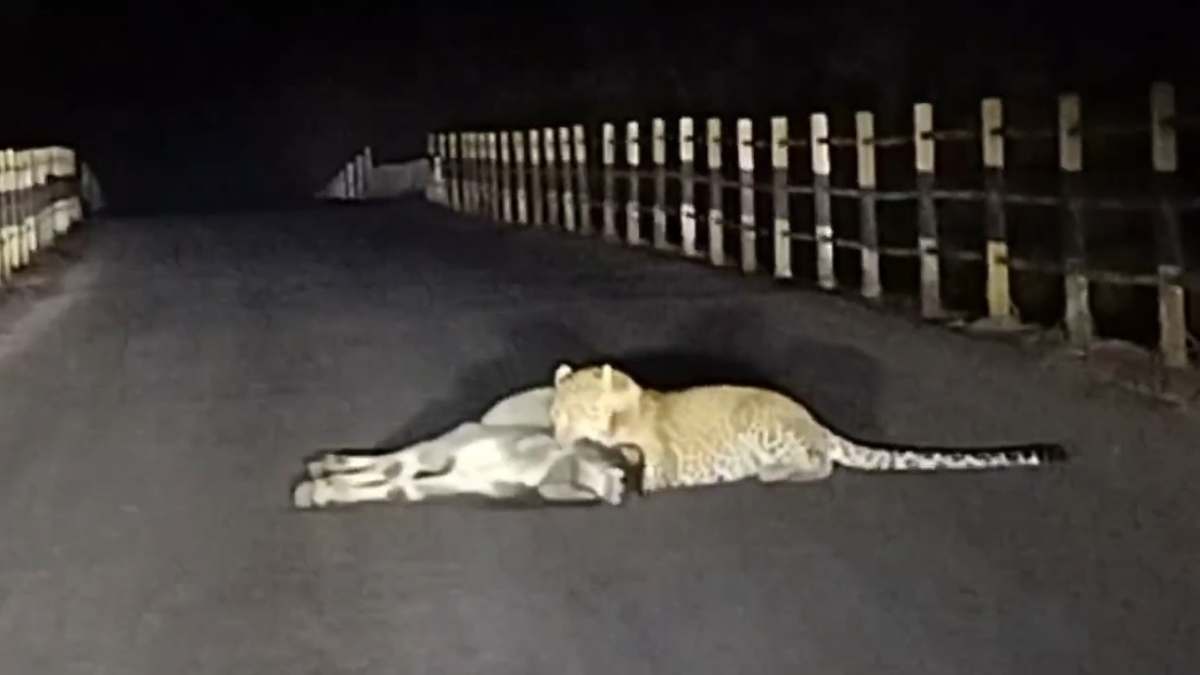 रात के सन्नाटे में तेंदुए का कहर: बीच सड़क बछड़े का किया शिकार, फिर घसीट कर ले गया जंगल, देखें Video