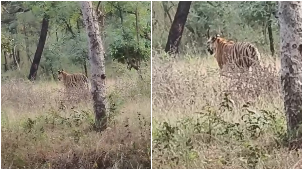 मजदूरों के नजदीक से गुजरा बाघ, हलक में अटकी जान, Video देख आपके भी खड़े हो जाएंगे रोंगटे