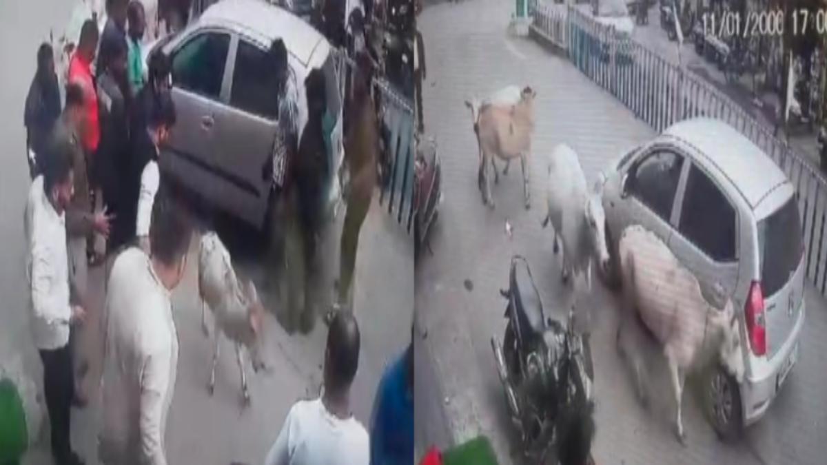 CG News: कार ने बछड़े को 1 किमी तक घसीटा… मां ने दूसरी गायों के साथ मिलकर कार चालक को दौड़ाया, देखें पूरा Video