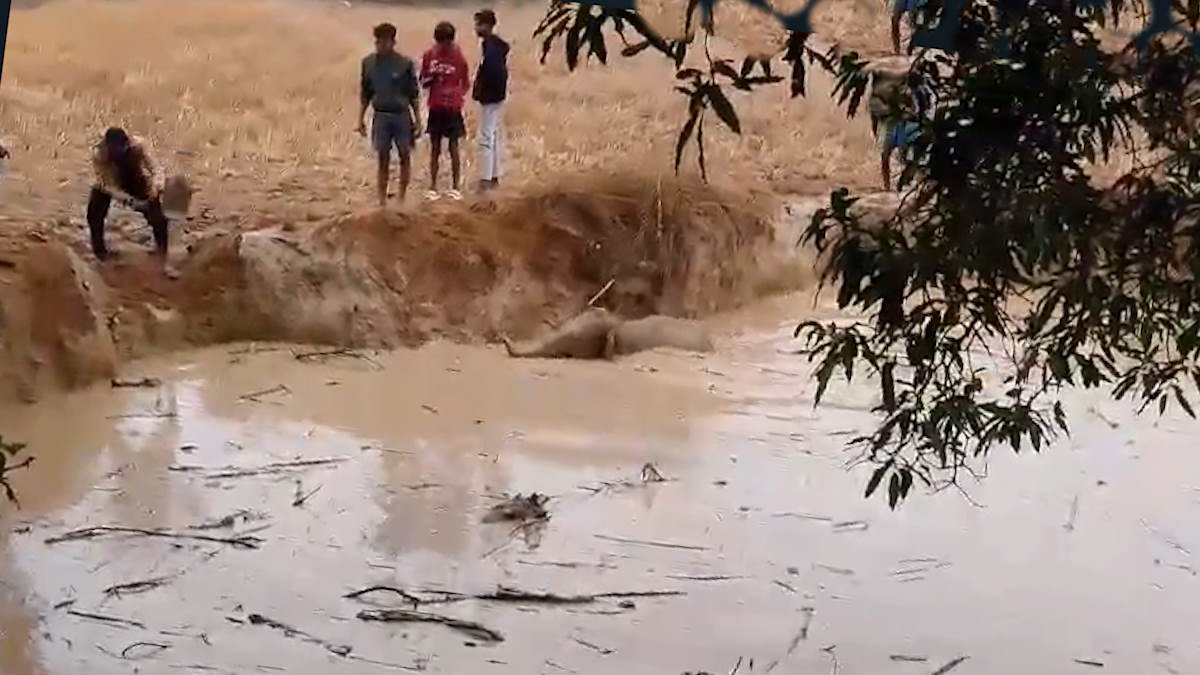 पास में मंडराते हाथियों की परवाह किए बगैर ग्रामीणों ने गड्ढे में फंसे हाथी के शावक को बचाया, देखिए वीडियो…