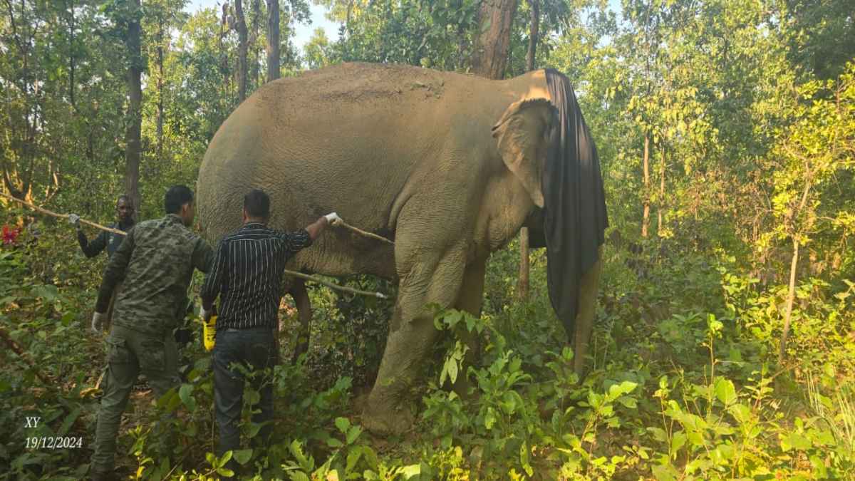 घायल हाथी का इलाज करने रायपुर से कोरबा पहुंची डॉक्टरों की टीम, घाव के कारण चलने-फिरने में असमर्थ