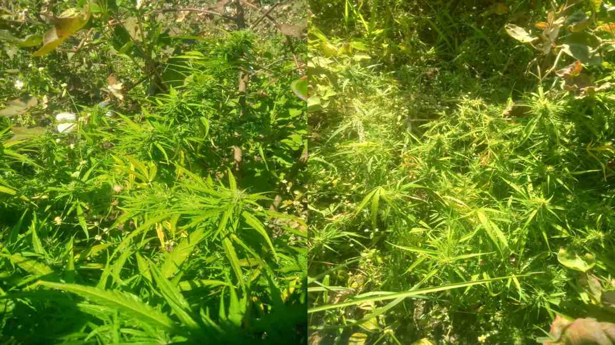 मक्के की आड़ में गांजे की खेती: पुलिस ने भारी मात्रा में जब्त किया पौधा, आरोपी की तलाश में जुटी खाकी