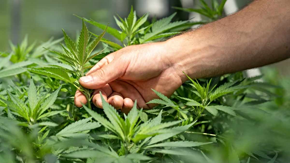 Cannabis Cultivation: कैसे करें भांग की खेती, क्या है कानूनी प्रक्रिया, जानिए किस-किस राज्यों में होती है खेती…